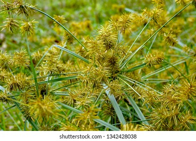 Horizontal image of common nutsedge (Cyperus esculentus), a perennial weed, in flower