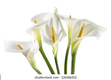 Horizontal image of a cropped bouquet of white calla lilies - Powered by Shutterstock