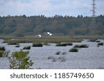 Horizontal image with distant view to three Cygnus olor (mute swan, Hockerschwan) flying over the lake Babite with Hydro Power Transmission tower in the background