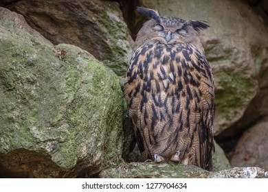 horizontal image of a Eurasian eagle-owl perched on a rock face with it's eyes closed