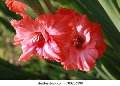 horizontal image, flower