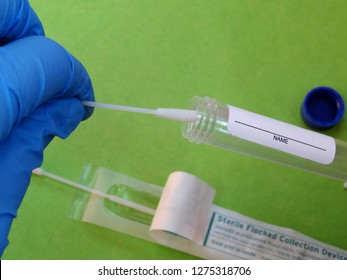 Horizontal Image Of A A Gloved Hand Placing A Sterile Swab Used To Collect Saliva Or Cheek Cells For Testing DNA (genetics), Hormones, Or Drug Screening Into A Test Tube.