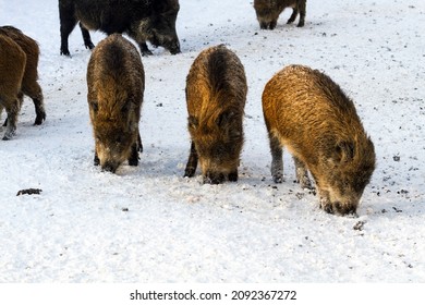 Horizontal image of a group of wild boars eating in the snow. 