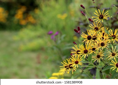 Horizontal image of 'Henry Eilers' sweet coneflower (Rudbeckia subtomentosa 'Henry Eilers' in a late-summer garden setting, with copy space