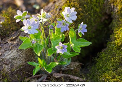 Horizontal image of a `light blue Sharp-lobed Hepatica (Hepatica acutiloba) plant growing beside the mossy root of a maple tree, Ontario, Canada.