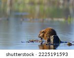 Horizontal image of a Muskrat (Ondatra zibethicus) eating in a wetland habitat on a spring morning, Hullett Marsh, Ontario, Canada.
