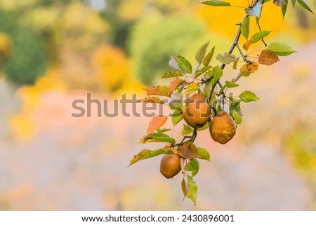 Horizontal image of pears growing on tree in fall landscape.