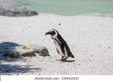 horizontal image of a penguin from madagascar photographed in a biopark with a pond in the background