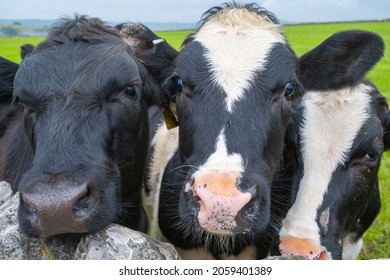 Horizontal Image Three Young Dairy Cows Looking Into The Camera