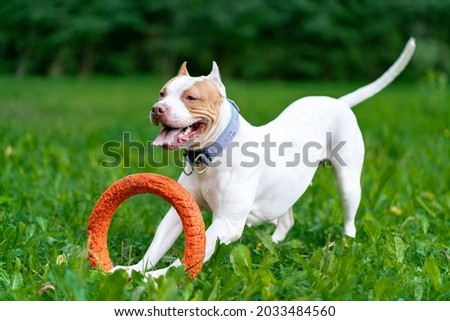 Horizontal of joyful and cheerful american pitbull terrier dog playing with orange hoop in mouth in park on grass. Pampering and energetic fur baby on walk. Pouncing and catching puller toy in meadow