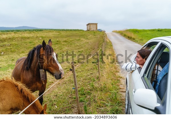 Horizontal\
landscape of animals in a green meadow. Horizontal view of woman\
sightseeing horses from a car\
window.