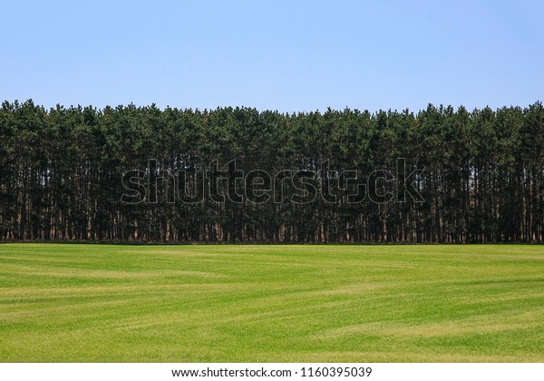 Horizontal landscape divided into three roughly\
equal sections: a large empty grass field, a row of tall Michigan\
pine trees and a clear blue\
sky.