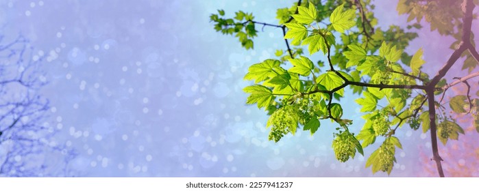 horizontal long panorama of young green foliage, young leaves sway in wind, concept flora, natural zones temperate zone of europe, nature protection, living energy, wind, weather forecast - Shutterstock ID 2257941237