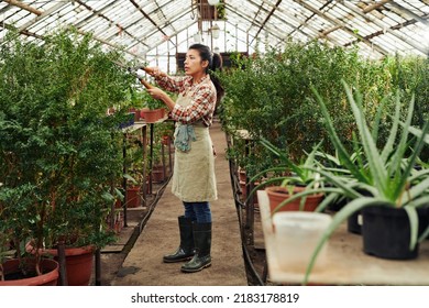 Horizontal Long Shot Of Young Adult Greenhouse Worker Cutting And Shaping Overgrown Plant Using Garden Scissors