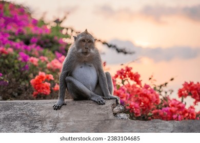 horizontal, looking forwards, monkey sitting on a ledge with orange and pink flowers at sunset. Uluwatu Temple, Bali, Indonesia