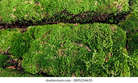 Horizontal macro close-up of dense green carpet moss growing thickly on a damp log or ground in the forest.