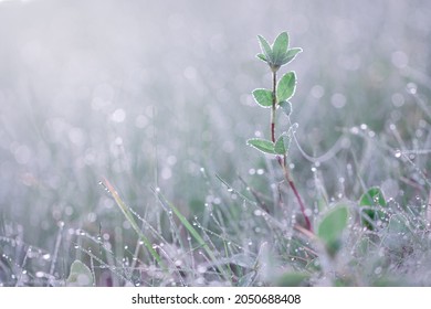 Horizontal macro low angle view outdoor photo with a wet covered with dew drops wild grass and fresh clover sprout out of focus at cold autumn morning on a meadow