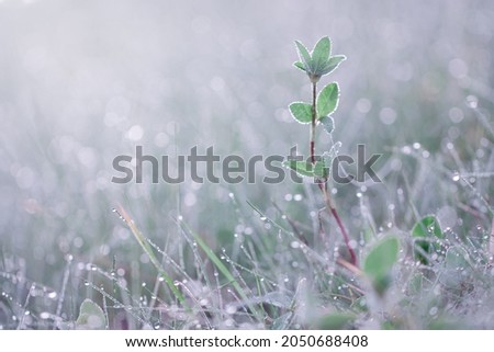 Horizontal macro low angle view outdoor photo with a wet covered with dew drops wild grass and fresh clover sprout out of focus at cold autumn morning on a meadow