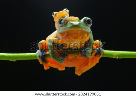 Horizontal macro shot of two green flying tree frogs perched on a vine against black background, small frog sitting on head of larger frog. Cute tropical amphibian photo