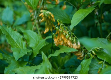 Horizontal macro of two drooping yellow-orange flower clusters on a leafy green background. Ideal for botanical reference images, nature textures, and plant photography.