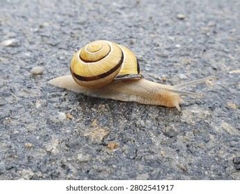 Horizontal macro view of tiny land snail shell textures outdoors