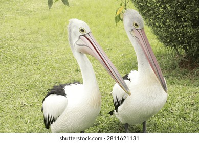 A horizontal medium shot of two Australian pelicans (Pelecanus conspicillatus) standing together on green grass with their long pink bills pointing in the same diagonal direction. Features distinct black and white plumage against a soft blurred background.