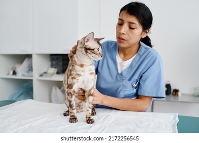 Horizontal Medium Shot Of Young Adult Hispanic Female Veterinarian Palpating Bengal Cat During Appointment In Exam Room