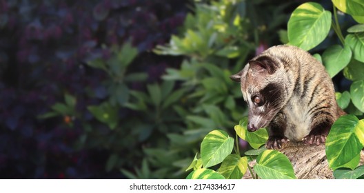 Horizontal Nature Background With Asian Palm Civet (Civet Cat). Produces Kopi Luwak. Luwak Coffee Is World Most Expensive Coffee. Copy Space For Text