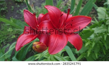 Horizontal oriented photo composition of red lily flowers growing in a garden