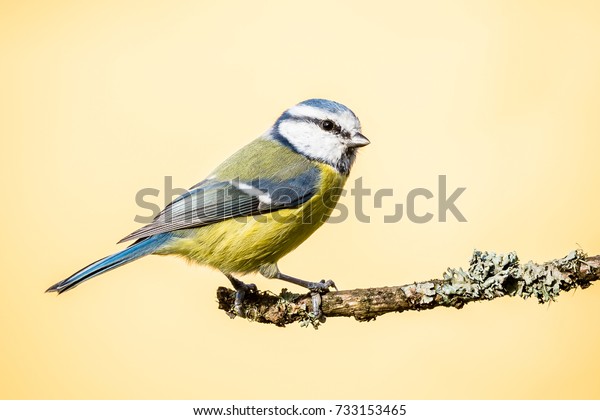 Horizontal photo of blue tit songbird. Bird\
with yellow, white,blue green feathers. Animal is perched on dry\
twig which is covered by moss and lichen. Bird is on light orange\
background.