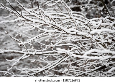 Horizontal photo of horizontal branches covered with a light blanket of fluffy snow with a darker background - Shutterstock ID 1587826972