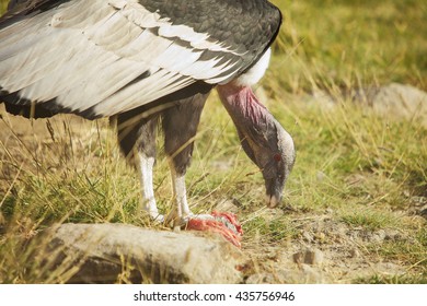 Horizontal Photo Of Condor Eating Lunch During Sunny Day