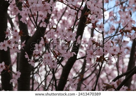 A horizontal photo featuring the enchanting beauty of cherry blossoms (sakura) in a non-urban scene. This springtime capture showcases the delicate flowers on a tree. color image, tranquility