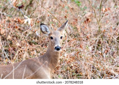 Horizontal photo of Female white tailed deer doe standing with brush background