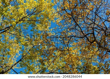 A Horizontal photo of a group of Hawthorn and maple with yellow foliage is against the blue sky background in the forest in autumn Foto d'archivio © 