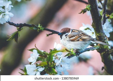 Horizontal photo with male sparrow bird. Avian is perched on a branch of cherry tree. Many white spring blooms are on the fruit tree. Bird has nice grey and brown color.