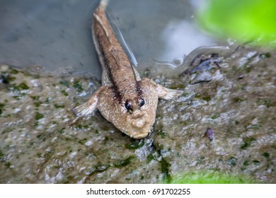 Horizontal photo of Mudskipper,Amphibious fish on the mangrove tree.Found in Thailand will be the genetic line such as Periophthalmus barbarus, Periophthalmodon schlosseri and Boleophthalmus boddarti 