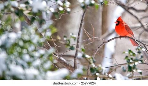 Horizontal photo of Northern Cardinal sitting on limb on snowy winter morning