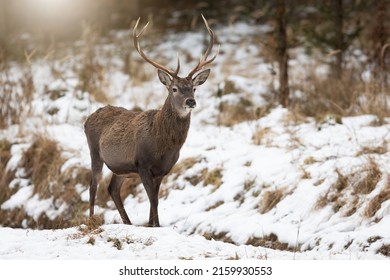 Horizontal photo of red deer stag on a glade covered in snow with copy space