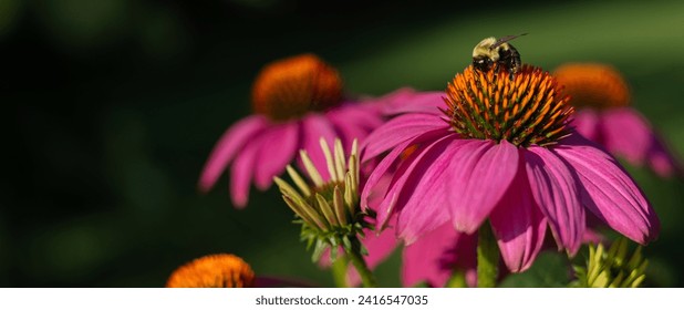 A horizontal photo of a single bumble bee seeking pollen in a pollinator garden in a residential  Chicago on a pink coneflower, echinacea purpurea,  - Powered by Shutterstock