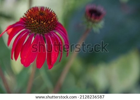 A horizontal photo of a single Red  baja sombrero coneflower in a meadow. 