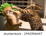 Horizontal photo of two young ginger and brown cats fighting in the garden on the grass in summer.