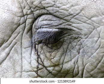 Horizontal photograph of a closeup of the eye of a crying African elephant (Loxodonta africana, Mammalia Proboscidea) as the tear runs down its face.