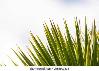 Horizontal photograph of green spiky yucca plant leaves against a plain background with copy space  