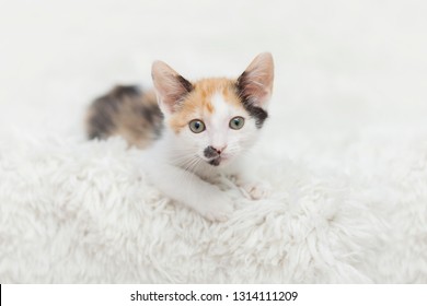 Horizontal Photograph Of A Small Six Week Old White Calico Kitten Looking At Camera, Laying On A White Shag Rug.