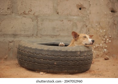 horizontal photography of brown Africanis dog with a white muzzle and black nose, sleeping inside a big black tire, with head and paw sticking out, outdoors on a sunny day, with brick wall background