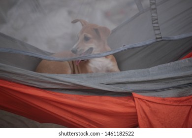 Horizontal Photography Of A Small Brown Dog Puppy Sitting In A Hammock Behind A Mosquito Net, Outdoors In The Gambia, Africa