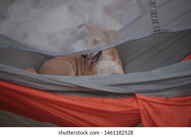 Horizontal Photography Of A Small Brown Dog Puppy Sitting In A Hammock Behind A Mosquito Net, Outdoors In The Gambia, Africa