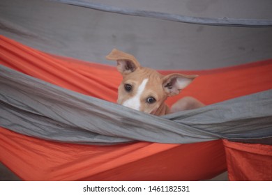 Horizontal Photography Of A Small Brown Dog Puppy Sitting In A Hammock Behind A Mosquito Net, Outdoors In The Gambia, Africa