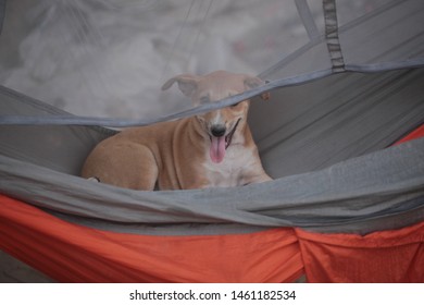 Horizontal Photography Of A Small Brown Dog Puppy Sitting In A Hammock Behind A Mosquito Net, Outdoors In The Gambia, Africa